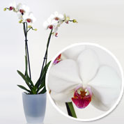orchidee blanche - cache pot transparent